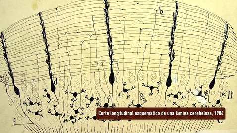 Miniatura para CORTE LONGITUDINAL ESQUEMÁTICO DE UNA LÁMINA CEREBELOSA. PRESENTACIÓN POR RAMÓN Y CAJAL. EXPOSICIÓN &quot;HUELLAS DE CAJAL EN LA UNIVERSIDAD DE SEVILLA&quot;
