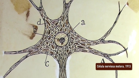 Miniatura para CÉLULA NERVIOSA MOTORA. PRESENTACIÓN POR RAMÓN Y CAJAL. EXPOSICIÓN &quot;HUELLAS DE CAJAL EN LA UNIVERSIDAD DE SEVILLA&quot;