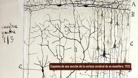 Miniatura para ESQUEMA DE UNA SECCIÓN DE LA CORTEZA CEREBRAL DE UN MAMÍFERO. PRESENTACIÓN POR RAMÓN Y CAJAL. EXPOSICIÓN &quot;HUELLAS DE CAJAL EN LA UNIVERSIDAD DE SEVILLA&quot;