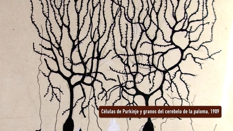 Miniatura para CÉLULAS DE PURKINJE Y GRANOS DEL CEREBELO DE LA PALOMA. PRESENTACIÓN POR RAMÓN Y CAJAL. EXPOSICIÓN &quot;HUELLAS DE CAJAL EN LA UNIVERSIDAD DE SEVILLA&quot;
