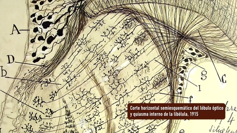 Miniatura para CORTE HORIZONTAL SEMIESQUEMÁTICO DEL LÓBULO ÓPTICO Y QUIASMA INTERNO DE LA LIBÉLULA. PRESENTACIÓN POR RAMÓN Y CAJAL. EXPOSICIÓN &quot;HUELLAS DE CAJAL EN LA UNIVERSIDAD DE SEVILLA&quot;