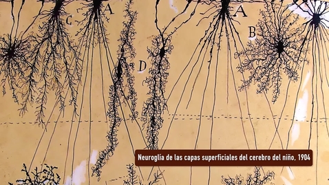 Miniatura para NEUROGLÍA DE LAS CAPAS SUPERFICIALES DEL CEREBRO DEL NIÑO. PRESENTACIÓN POR RAMÓN Y CAJAL. EXPOSICIÓN &quot;HUELLAS DE CAJAL EN LA UNIVERSIDAD DE SEVILLA&quot;
