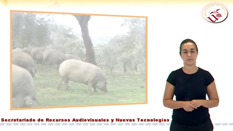 Miniatura para PRODUCCIÓN PORCINA. TRANSFORMACIÓN DEL CERDO IBÉRICO EN SUS PRODUCTOS FRESCOS Y ELABORADOS (LENGUAJE DE SIGNOS)