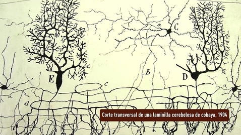 Miniatura para CORTE TRANSVERSAL DE UNA LAMINILLA CEREBELOSA DE COBAYA. PRESENTACIÓN POR RAMÓN Y CAJAL. EXPOSICIÓN &quot;HUELLAS DE CAJAL EN LA UNIVERSIDAD DE SEVILLA&quot;