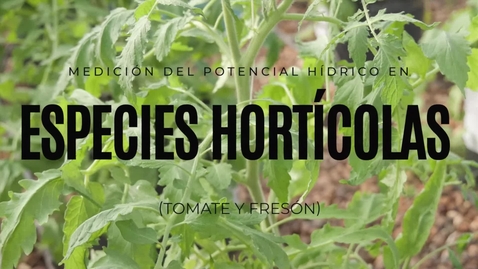 Miniatura para LA MEDICIÓN DEL POTENCIAL HÍDRICO EN CULTIVOS HORTÍCOLAS: UNA HERRAMIENTA CLAVE PARA EL APRENDIZAJE APLICADO EN AGRONOMÍA