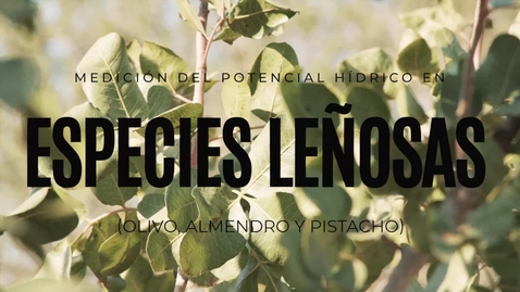 Miniatura para LA MEDICIÓN DEL POTENCIAL HÍDRICO EN CULTIVOS LEÑOSOS: UNA HERRAMIENTA CLAVE PARA EL APRENDIZAJE APLICADO EN AGRONOMÍA.