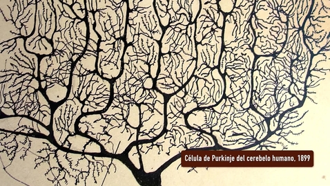 Miniatura para CÉLULA DE PURKINJE DEL CEREBELO HUMANO. PRESENTACIÓN POR RAMÓN Y CAJAL. EXPOSICIÓN &quot;HUELLAS DE CAJAL EN LA UNIVERSIDAD DE SEVILLA&quot;