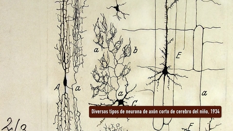 Miniatura para DIVERSOS TIPOS DE NEURONA DE AXÓN CORTO DE CEREBRO DEL NIÑO. PRESENTACIÓN POR RAMÓN Y CAJAL. EXPOSICIÓN &quot;HUELLAS DE CAJAL EN LA UNIVERSIDAD DE SEVILLA&quot;