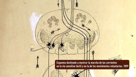 Miniatura para ESQUEMA DESTINADO A MOSTRAR LA MARCHA DE LAS CORRIENTES EN LA VÍA SENSITIVA TÁCTIL Y EN LA DE LOS MOVIMIENTOS VOLUNTARIOS. PRESENTACIÓN POR RAMÓN Y CAJAL. EXPOSICIÓN &quot;HUELLAS DE CAJAL EN LA UNIVERSIDAD DE SEVILLA&quot;