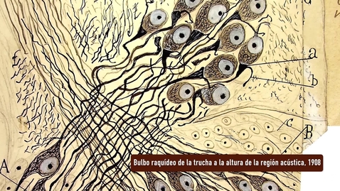Miniatura para BULBO RAQUÍDEO DE LA TRUCHA A LA ALTURA DE LA REGIÓN ACÚSTICA. PRESENTACIÓN POR RAMÓN Y CAJAL. EXPOSICIÓN &quot;HUELLAS DE CAJAL EN LA UNIVERSIDAD DE SEVILLA&quot;