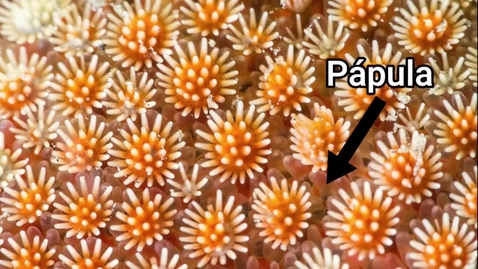 Miniatura para INVERTEBRADOS MARINOS: EQUINODERMOS (FILO ECHINODERMATA)