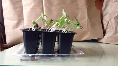 Thumbnail for Sprouts