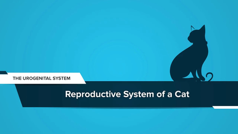 Thumbnail for Reproductive System of a Cat