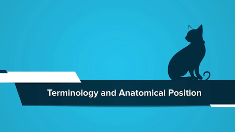 Thumbnail for Terminology and Anatomical Position