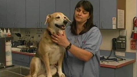 Thumbnail for Dogs: Standing Restraint