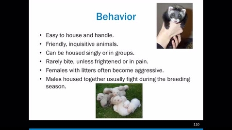 Thumbnail for Ferrets - Part 1