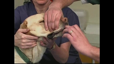 Thumbnail for Small Animal Nursing 03 Gastric Intubation