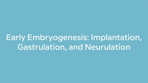 Thumbnail for Early Embryogenesis Implantation, Gastrulation, and Neurulation