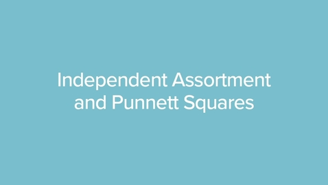 Thumbnail for Independent Assortment and Punnett Squares