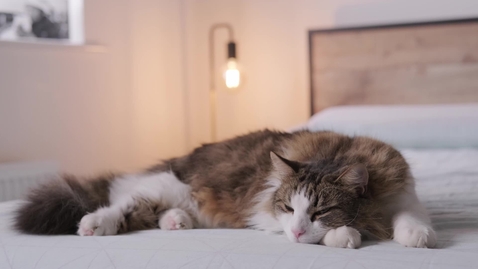 Thumbnail for Counting Cat Breaths Per Minute_VID00794