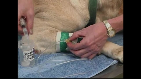 Thumbnail for Small Animal Nursing 10 Catheter Care