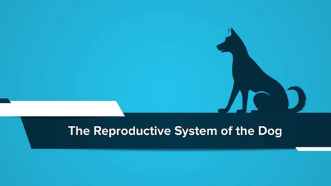 Thumbnail for The Reproductive System of the Dog