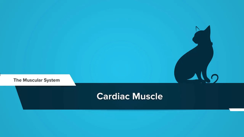 Thumbnail for Cardiac Muscle