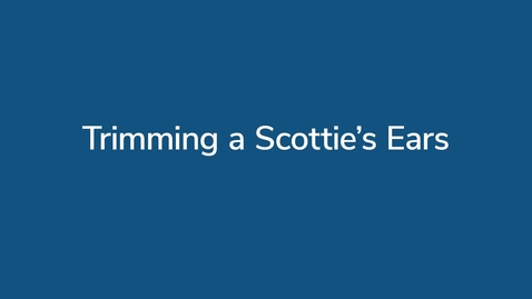 Thumbnail for Trimming a Scottie’s Ears