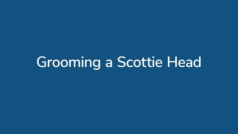 Thumbnail for Grooming a Scottie Head
