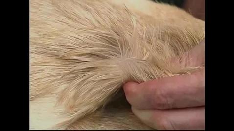 Thumbnail for Small Animal Nursing 07 Subcutaneous Injections