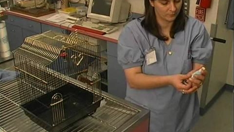 Thumbnail for Handling Birds