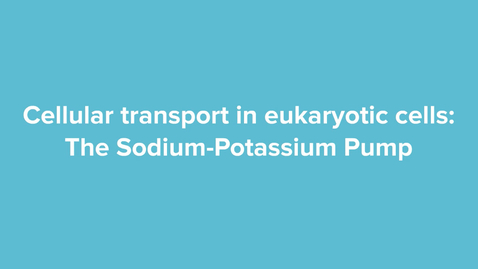Thumbnail for Sodium Potassium Pump