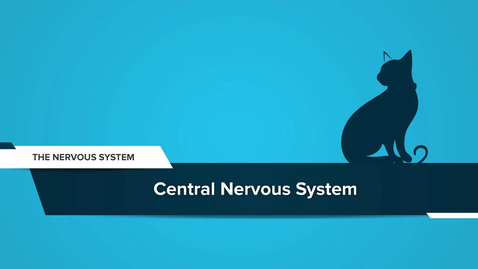 Thumbnail for Central Nervous System of the Cat