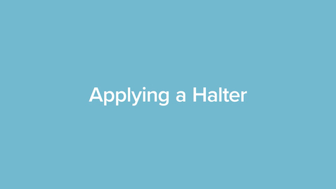 Thumbnail for Applying a Halter