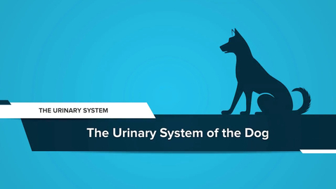 Thumbnail for The Urinary System of the Dog
