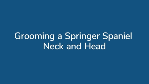 Thumbnail for Grooming a Springer Spaniel Head and Neck