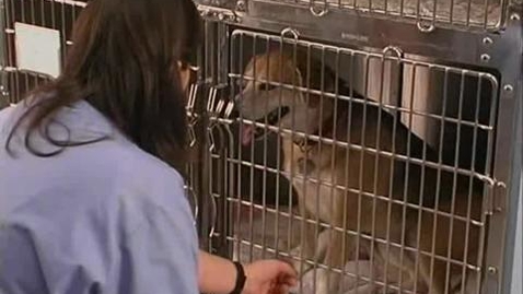 Thumbnail for Removing a Dog from a Cage