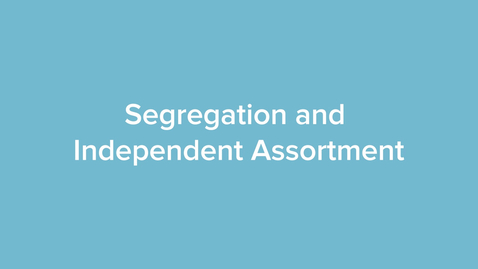 Thumbnail for Segregation and Independent Assortment