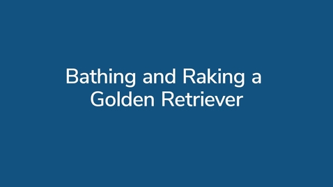 Thumbnail for Bathing and Raking a Golden Retriever