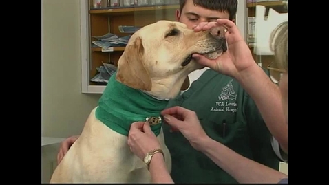 Thumbnail for Small Animal Nursing 18 Tracheostomy Tube Care