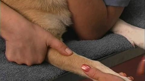 Thumbnail for Dogs: Venipuncture Restraint