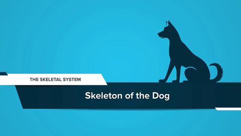 Thumbnail for Skeleton of the Dog