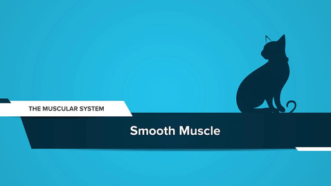 Thumbnail for Smooth Muscle
