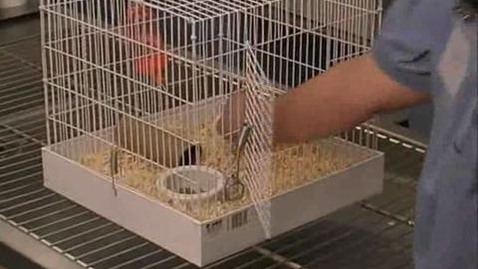 Thumbnail for Handling Rodents