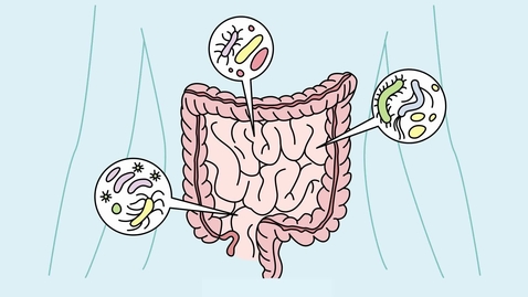 Thumbnail for Prokaryotic Health and Environmental Impact