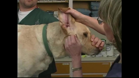 Thumbnail for Small Animal Nursing 20 External Ear Canal: Cleaning and Medicating
