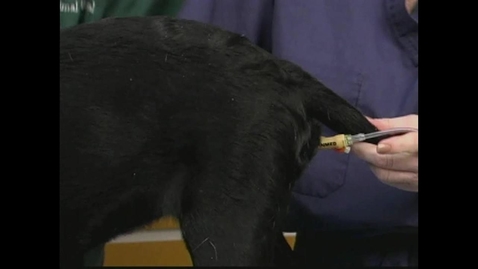 Thumbnail for Small Animal Nursing 14 Female Dog Catheterization