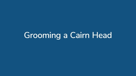 Thumbnail for Grooming a Cairn Head