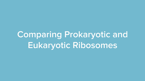 Thumbnail for Comparing Prokaryotic and Eukaryotic Ribosomes