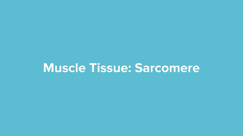 Thumbnail for Muscle Tissue Sarcomere